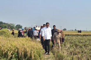 Presiden-Jokowi-Cek-Panen-Beras-Subang